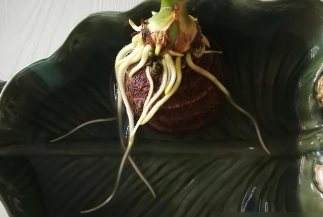 北京一小伙，把“芋头当绿植”养客厅，没花一分钱，ins风十足 - 家居知识