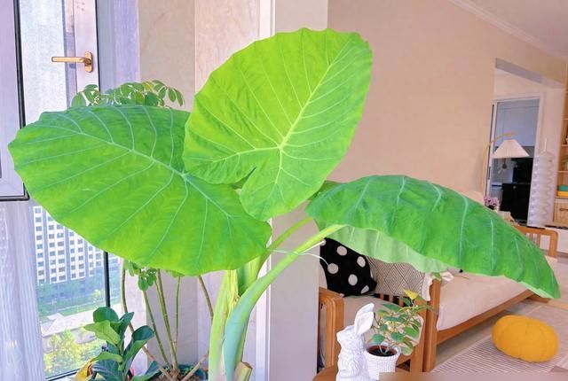 北京一小伙，把“芋头当绿植”养客厅，没花一分钱，ins风十足 - 家居知识