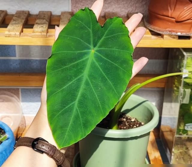 北京一小伙，把“芋头当绿植”养客厅，没花一分钱，ins风十足 - 家居知识