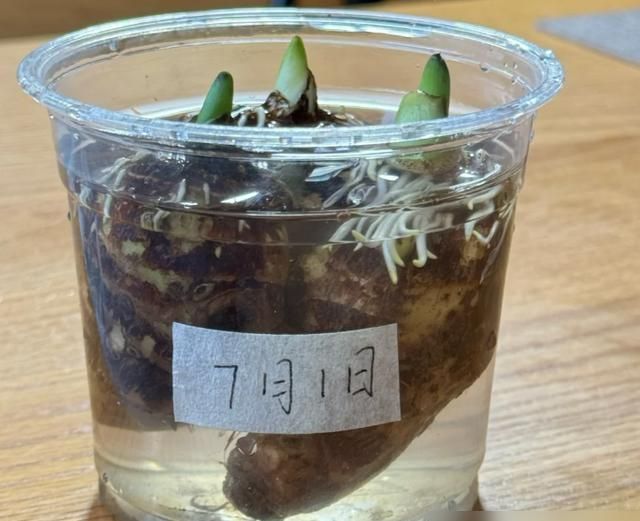 北京一小伙，把“芋头当绿植”养客厅，没花一分钱，ins风十足 - 家居知识