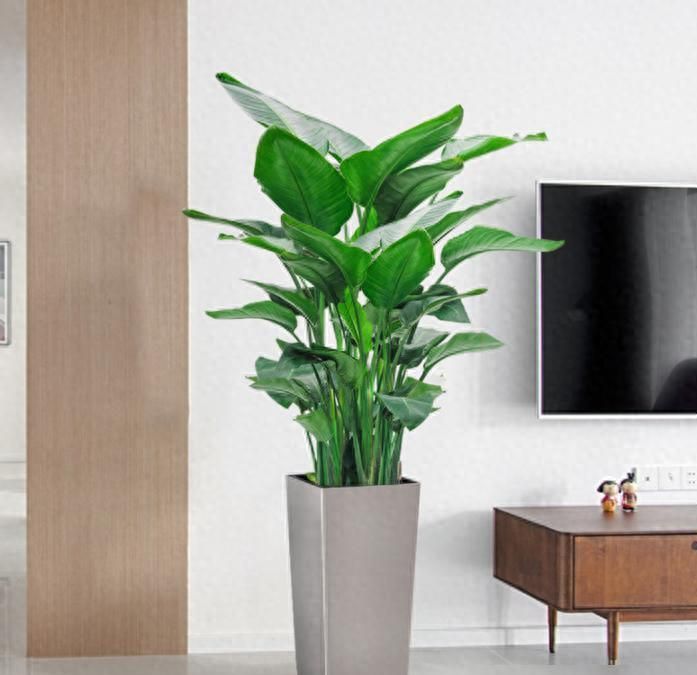从冷门到网红，北欧风客厅必备绿植的逆袭之路