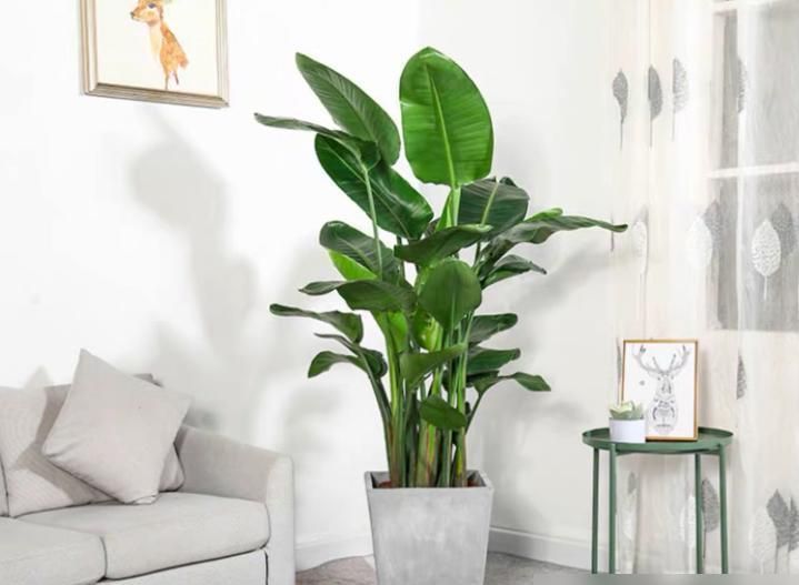曾经不受重视，如今成为网红绿植，北欧风客厅必备 - 家居知识