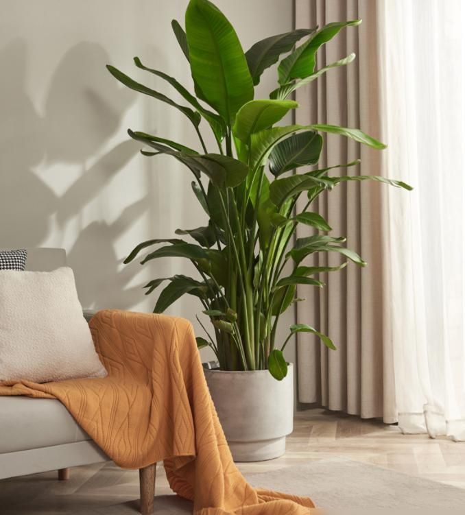 曾经不受重视，如今成为网红绿植，北欧风客厅必备 - 家居知识