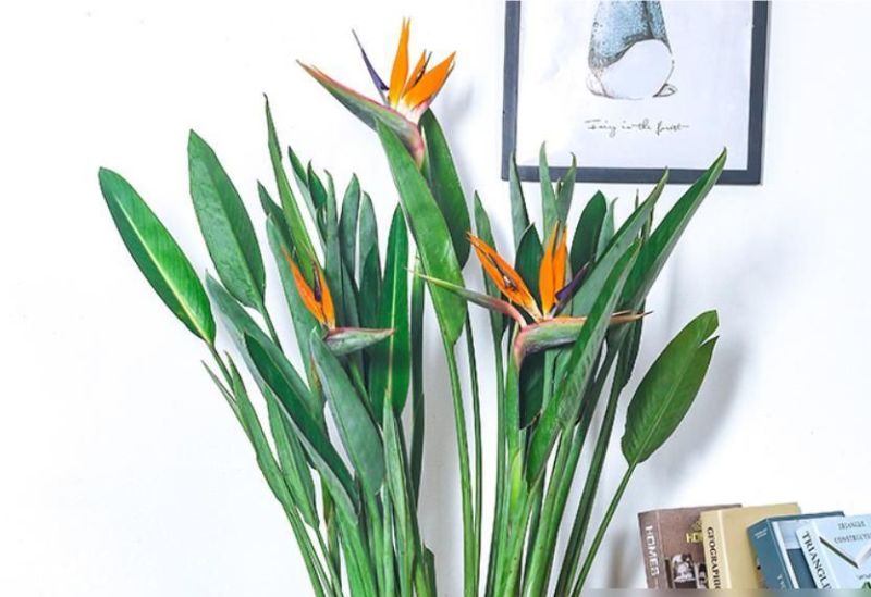 曾经不受重视，如今成为网红绿植，北欧风客厅必备 - 家居知识