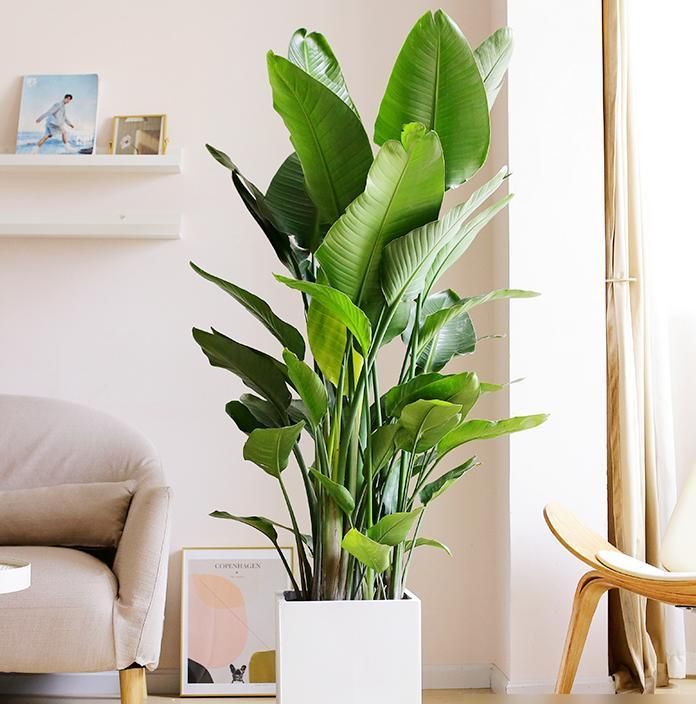 曾经不受重视，如今成为网红绿植，北欧风客厅必备 - 家居知识