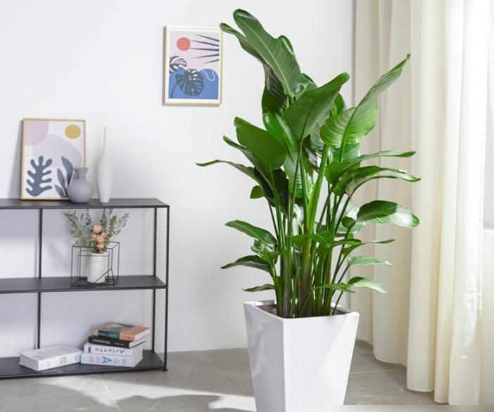 曾经不受重视，如今成为网红绿植，北欧风客厅必备 - 家居知识