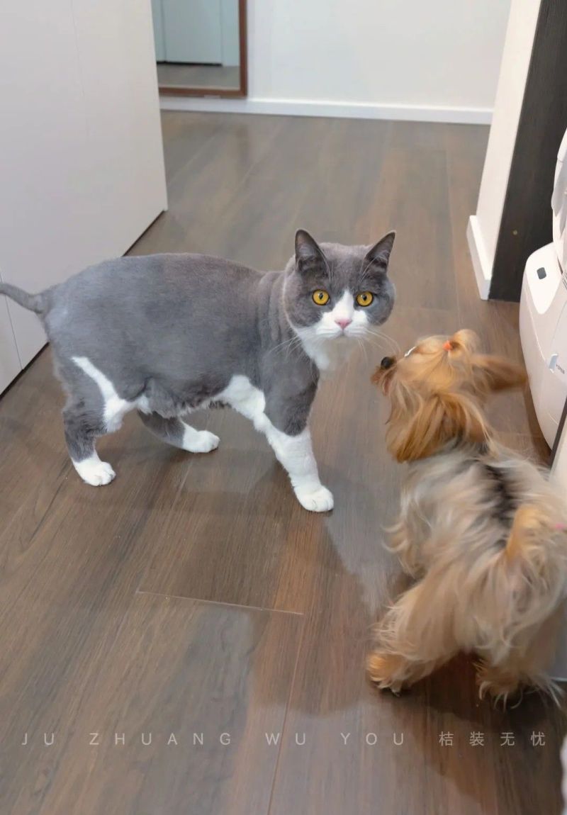 【桔+整屋】63m²手枪户塞下十大功能区！中古风婚房太心动了！ - 家居知识