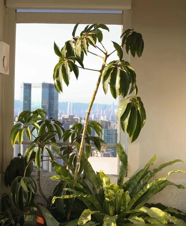 重庆一夫妻115㎡的新房，坚持极简装修，靠软装布置太美走红网络 - 家居知识