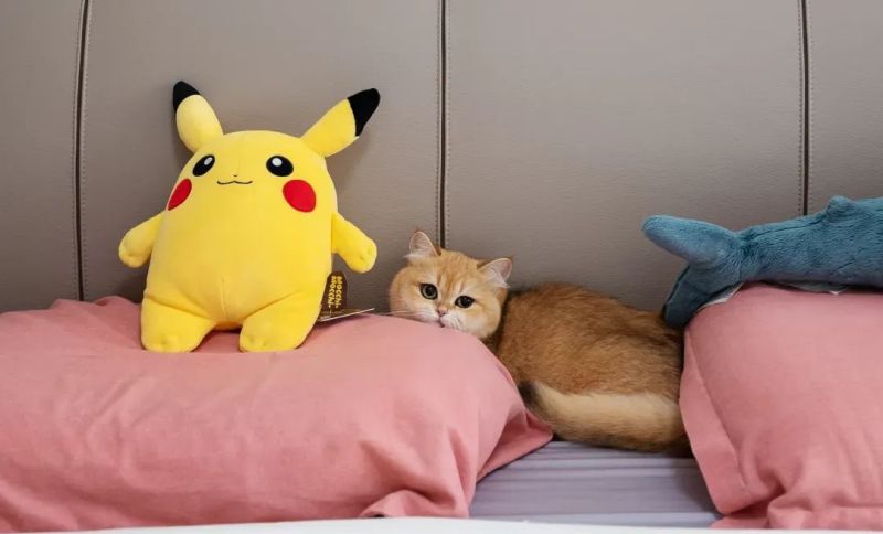 真实改造｜胡桃木 + 橄榄绿，60平小户型靠设计逆袭！ - 家居知识