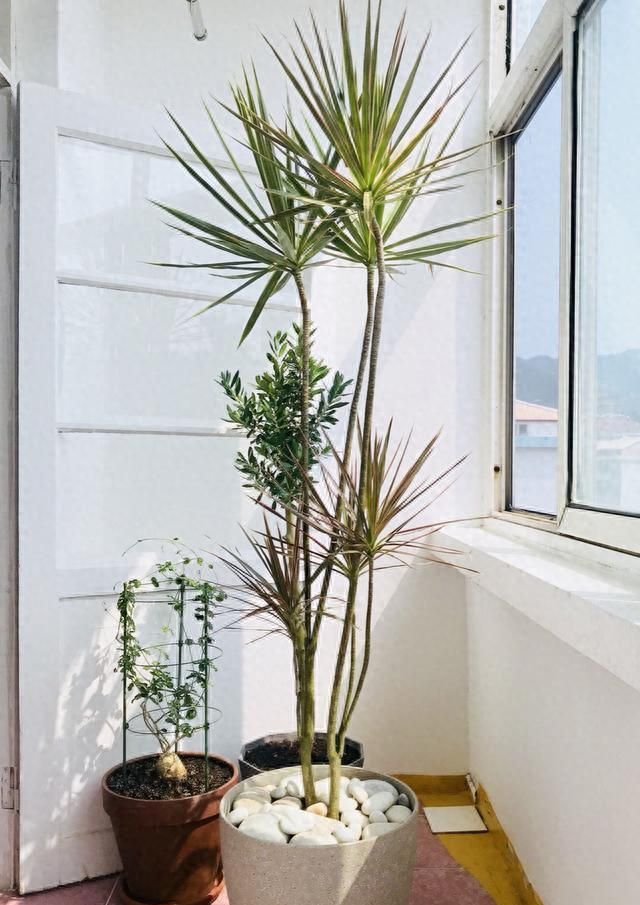 5种绿植完美搭配现代装修风格，颜值爆表！