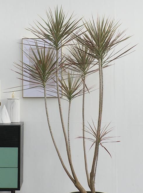 用这5种绿植，搭配现代装修风格，太好看了 - 家居知识