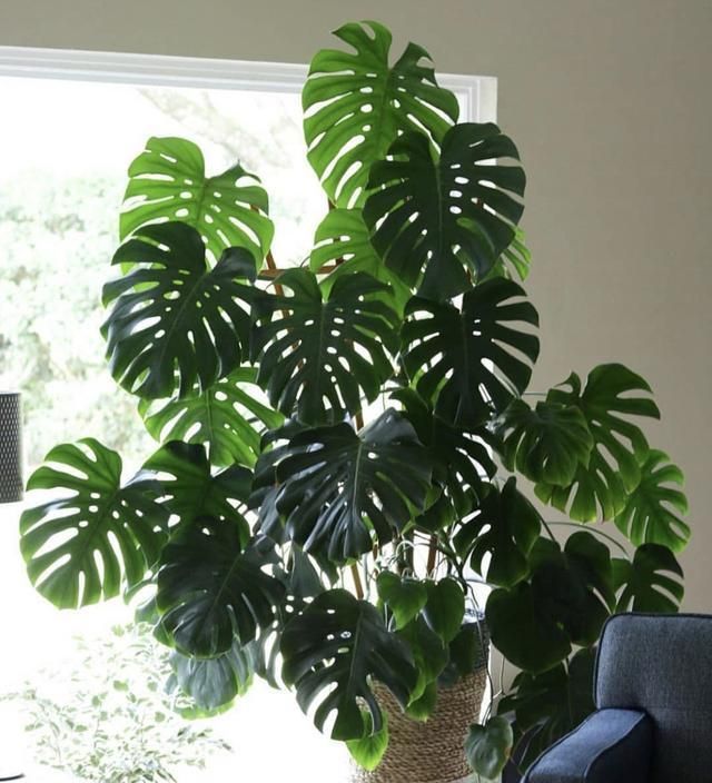 用这5种绿植，搭配现代装修风格，太好看了 - 家居知识