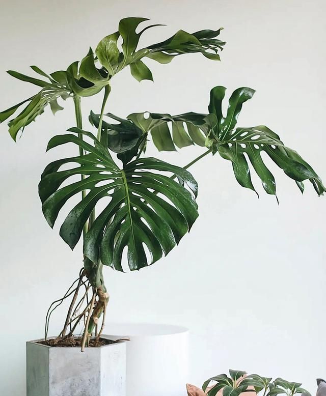 用这5种绿植，搭配现代装修风格，太好看了 - 家居知识