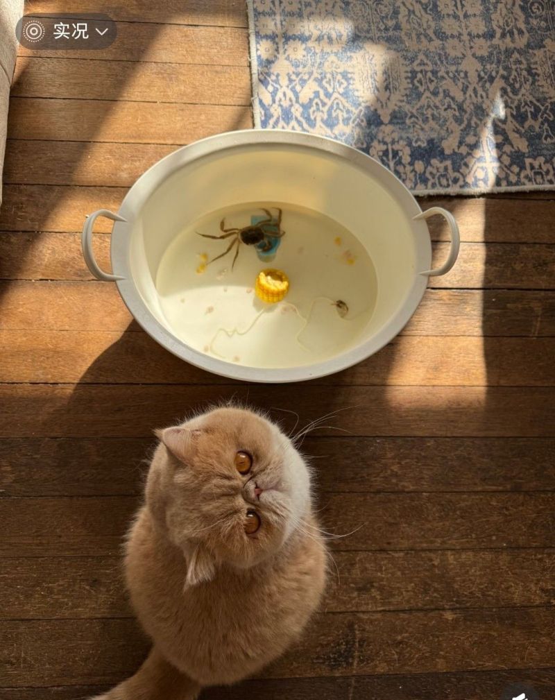 上海女生的美式家居装修，暖色复古温馨治愈 - 家居知识