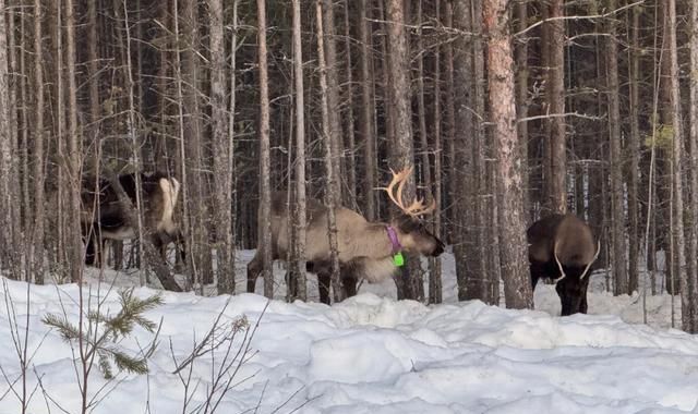 什么是真正的“北欧风”？我在瑞典冰雪森林找到答案… - 家居知识