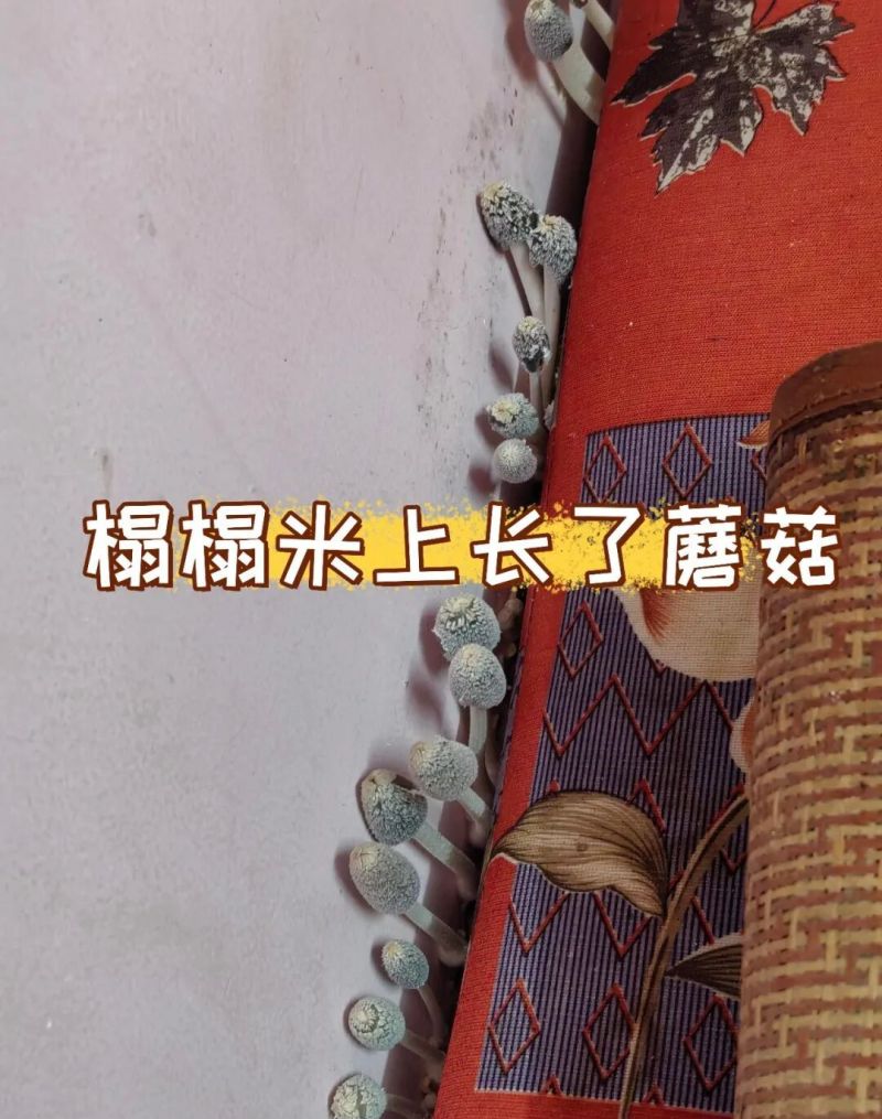 “榻榻米”已退出中国家庭，学广州人的新做法，漂亮又实用，晒晒 - 家居知识