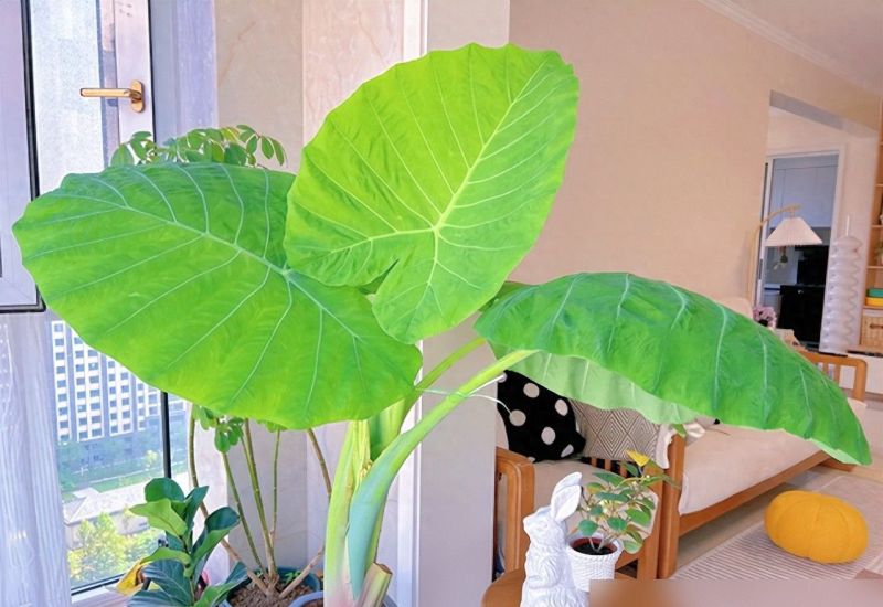 北京一小伙,把“芋头当绿植”养客厅,没花一分钱,ins风十足 - 今日头条 北京一小伙,把“芋头当绿植”养客厅,没花一分钱,ins风十足 - 家居知识